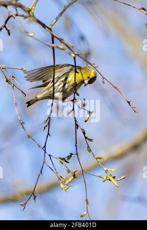Siskin (Carduelis spinus) perched in a tree Stock Photo