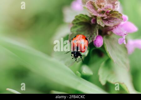 Ladybug sit on lila toten plant macro Stock Photo