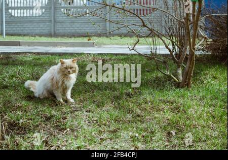 Fluffy homeless dirty cat sits on grass next to tree in spring Stock Photo