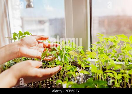 Farmer checking tomato seedlings in box at home. Spring vegetables growing on window sill. Agriculture and farming. Stock Photo