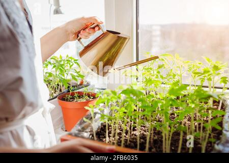 Watering tomato seedlings in box with watering can at home on window sill. Spring work. Agriculture and farming. Organic farm Stock Photo