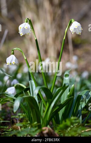 Snowdrop flowers in spring on a sunny day close up Stock Photo