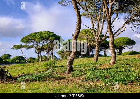 Medos National Forest, a Botanical Reserve. Almada, Portugal Stock Photo