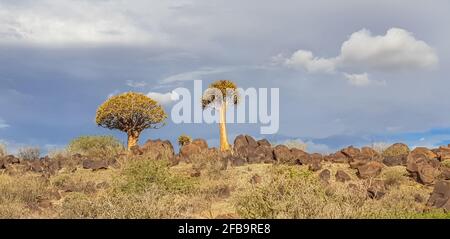 African panorama landscape with Quivertree forest and granite rocks with dramatic sky. Keetmanshoop Namibia Stock Photo