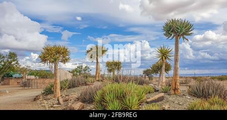 African panorama landscape with Quivertree forest and granite rocks with dramatic sky. Keetmanshoop Namibia Stock Photo