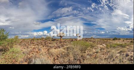 African landscape with Quivertree forest and granite rocks with dramatic sky. Keetmanshoop Namibia Stock Photo