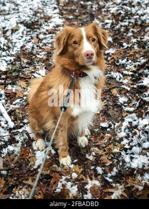Nova Scotia Duck Tolling Retriever on leash sitting in snow covered autumn leaves looking up Stock Photo