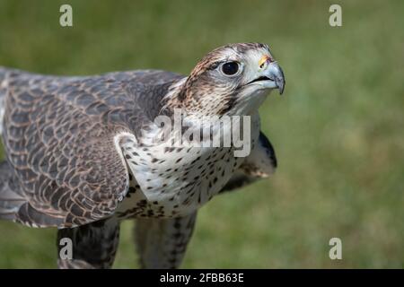 close up portrait of a saker falcon as it stands on grass and points its head up looking intensely Stock Photo