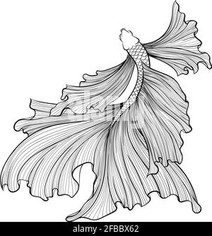 Siamese fighter fish top view line art Stock Vector