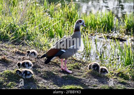 Kent, UK. 23rd Apr 2021. A sunny day when temperatures reached 12 degrees. An Egyptian Goose ( Alopochen aegyptiaca) with goslings. River Cray, Foots Cray Meadows, Sidcup. Credit: michael melia/Alamy Live News Stock Photo