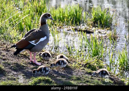 Kent, UK. 23rd Apr 2021. A sunny day when temperatures reached 12 degrees. An Egyptian Goose ( Alopochen aegyptiaca) with goslings. River Cray, Foots Cray Meadows, Sidcup. Credit: michael melia/Alamy Live News Stock Photo