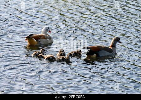 Kent, UK. 23rd Apr 2021. A sunny day when temperatures reached 12 degrees. Egyptian Geese ( Alopochen aegyptiaca) with their goslings. River Cray, Foots Cray Meadows, Sidcup. Credit: michael melia/Alamy Live News Stock Photo