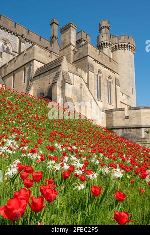 Arundel Castle tulip festival during April 2021, West Sussex, England, UK, with bright red tulips planted around the castle. Stock Photo