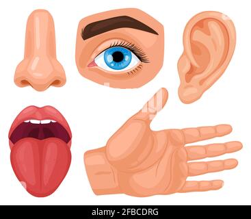 Cartoon human sensory organs. Anatomy human senses, skin touch, hearing, eyes vision, taste tongue and nose smell vector illustration set. Biology Stock Vector