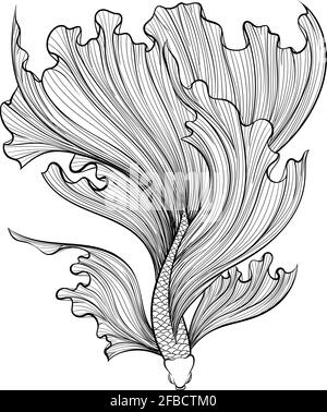 Siamese fighter fish line art Stock Vector