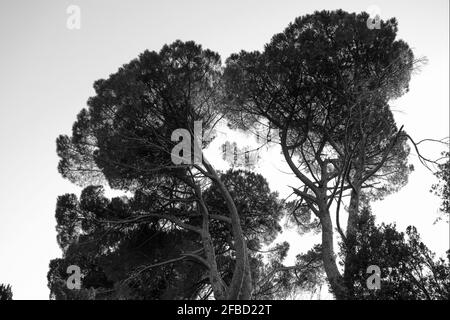 old maritime pines trees in a private park in Tuscany, Italy Stock Photo