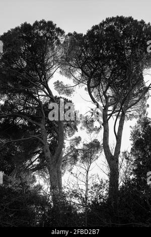 old maritime pines trees in a private park in Tuscany, Italy Stock Photo