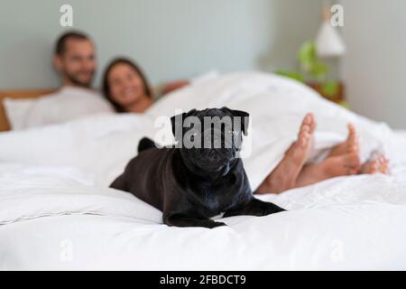 Dog sitting on bed with owners lying on bed in background at home Stock Photo