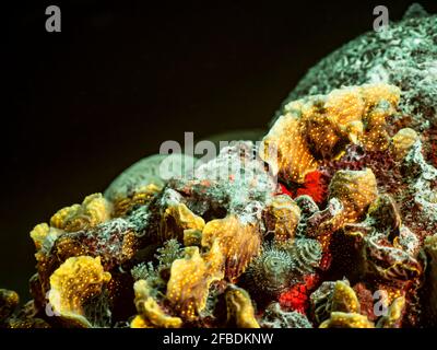 Night seascape under ultraviolet light with Frogfish, fluorescent coral and sponge in coral reef of Caribbean Sea, Curacao Stock Photo