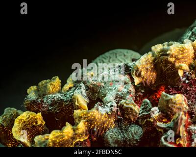 Night seascape under ultraviolet light with Frogfish, fluorescent coral and sponge in coral reef of Caribbean Sea, Curacao Stock Photo