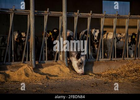 Calves being fed in barn Stock Photo