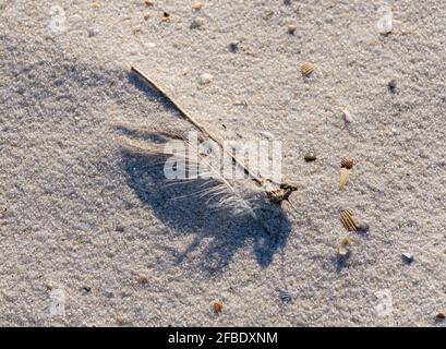 Closeup of bird feather, twig, sea shells and grains of sand on beach in Gulf Shores, Alabama, USA Stock Photo