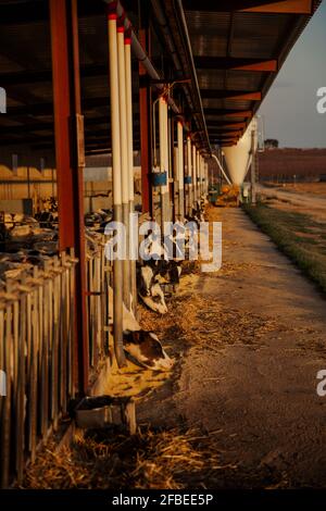 Calves being fed in barn Stock Photo
