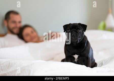 Pug dog sitting on bed while couple cuddling in background at home