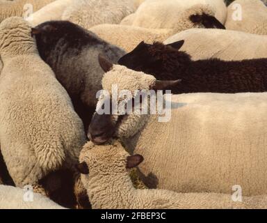 Suffolk sheep in pen on farm near Ormskirk, Lancashire, England, United Kingdom Stock Photo