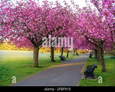 Pink Sakura trees alley in the spring season in Greenwich Royal Park in London Stock Photo