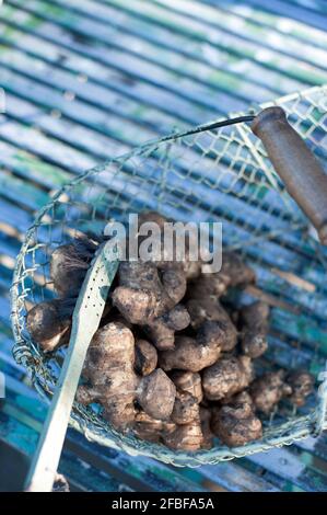 Freshly dug Jerusalem artichokes in wire basket Stock Photo