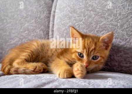 A small ginger kitten lies on the couch and looks at the camera Stock Photo