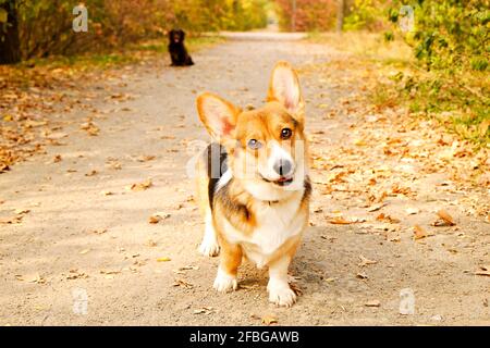 Pembroke welsh corgi on a walk in the park on nice warm autumn day. Two different breed dogs playing outdoors, many fallen yellow leaves on ground. Co Stock Photo