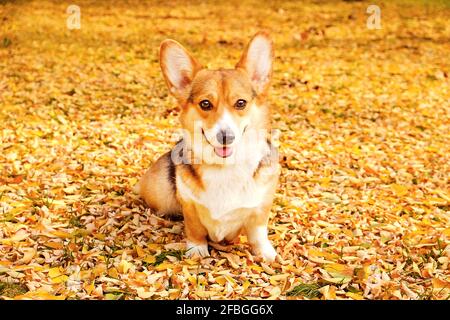 Pembroke welsh corgi on a walk in the park on nice warm autumn day. Young small tricolored dog outdoors, many fallen yellow leaves on ground. Copy spa Stock Photo