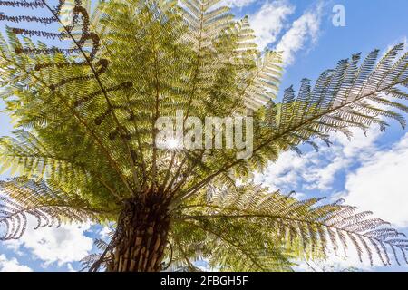 Low angle view of palm tree Stock Photo