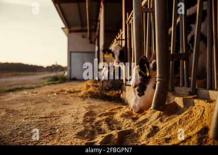 Calves being fed in barn Stock Photo