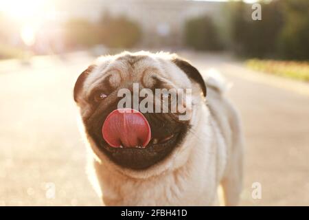 Portrait of funny chubby young pug dog on concrete walkway of city park, soft sunset light. Pedigree purebred puppy resting after the walk on hot sunn Stock Photo
