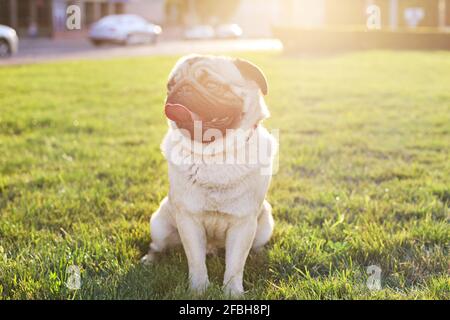 Portrait of funny chubby young pug dog on green mawed loan of city park, soft sunset light. Pedigree purebred puppy resting after the walk on hot sunn Stock Photo