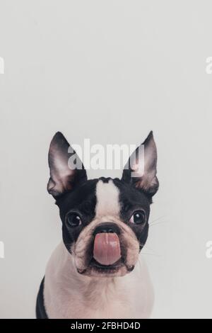 Cute dog sticking out tongue in front of white background Stock Photo
