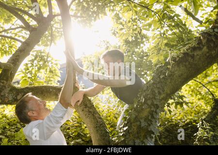 Happy son doing high-five to father while climbing on tree in back yard during sunny day Stock Photo