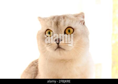 Portrait of scottish Fold Gray lop-eared cat on a white, isolated on white background. Soft fluffy purebred kitty. Close up, copy space for text. Stock Photo