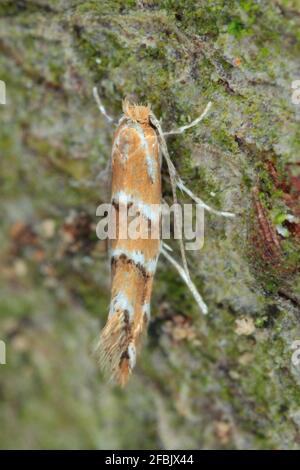 The horse-chestnut leaf miner (Cameraria ohridella) is a leaf-mining moth of the Gracillariidae family. Moth on bark of  common horse-chestnut. Stock Photo