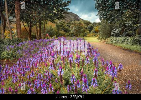 Beautiful View on a Path Dotted with Beautiful Purple Flowers. National Botanical Garden. South Africa. Stock Photo