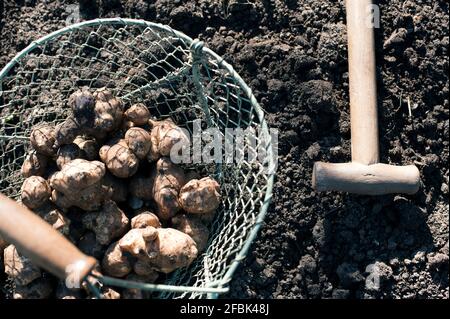Freshly dug Jerusalem artichokes in wire basket Stock Photo
