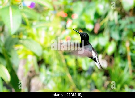brazilian black humming bird close up (florisuga fusca) Stock Photo