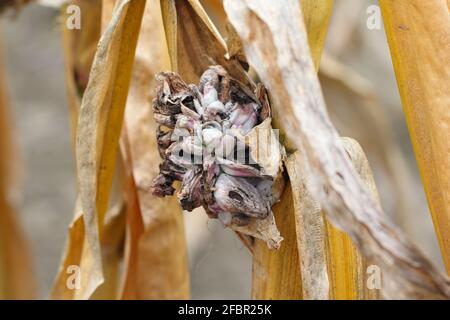 Corn smut (Ustilago zeae). Ustilago maydis disease on corn cob. Stock Photo