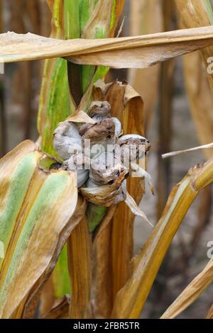 Corn smut (Ustilago zeae). Ustilago maydis disease on corn cob. Stock Photo