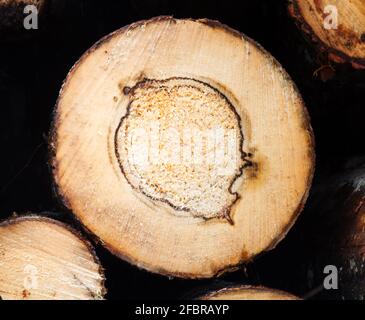 Forest science. Cross-section of sawn aspen show structure of tree: bark, phloem (bast), cambium, alburnum (sapwood), heartwood, core. Tree has false Stock Photo