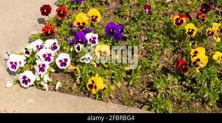 Viola is a genus of over 500 species of compact, hardy annual, and herbaceous perennial plants. are grown in a garden. Stock Photo