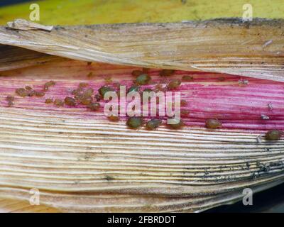 Bird cherry-oat aphids (Rhopalosiphum padi) infestation of plant ...